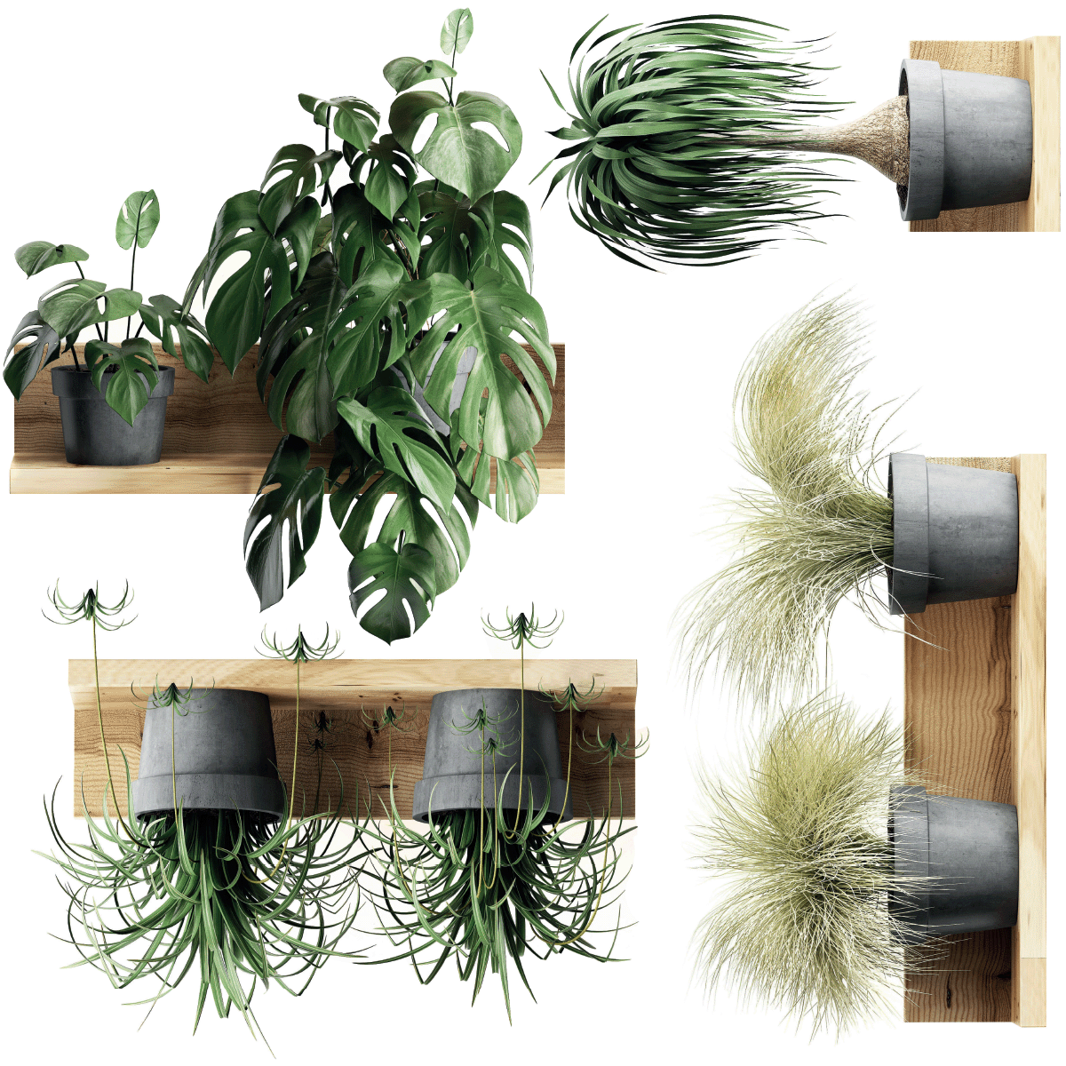 Stickers plantes- stickers muraux salon plantes – ambiance-sticker